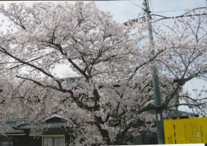 桜_0001