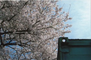 桜_0006