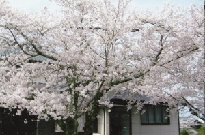 桜_0002