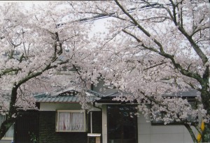 桜_0003