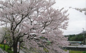 桜_00010