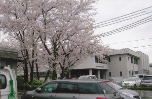 桜_0007