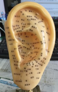 耳ツボ図