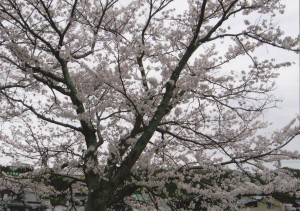 桜_0005