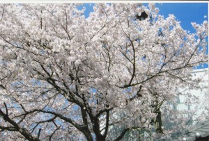 桜_0009