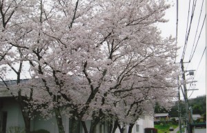 桜_0004